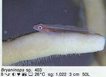 Bryaninops sp